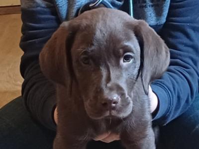 Purebred Chocolate Labrador puppies in Wexford