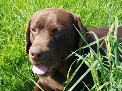 Purebred Chocolate Labrador puppies in Wexford