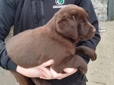 Purebred Chocolate Labrador puppies in Wexford