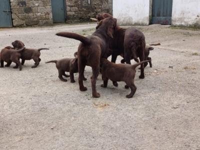 Purebred Chocolate Labrador puppies in Wexford