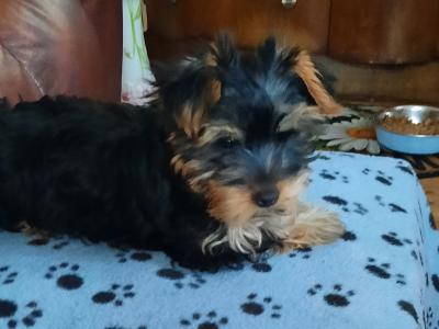 Tiffany is an Adorable, Energetic, Fun Loving female Yorkshire Terrier puppy 10 months old in Mayo