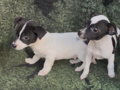Purebred Jack Russell puppies in Tipperary