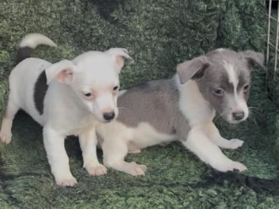 Purebred Jack Russell puppies in Tipperary