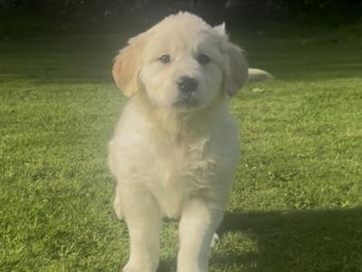 Little Beauties, purebred Golden Retriever puppies in Kilkenny