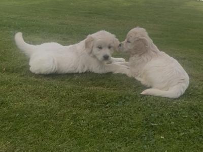 Little Beauties, purebred Golden Retriever puppies in Kilkenny