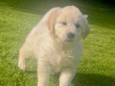 Little Beauties, purebred Golden Retriever puppies in Kilkenny