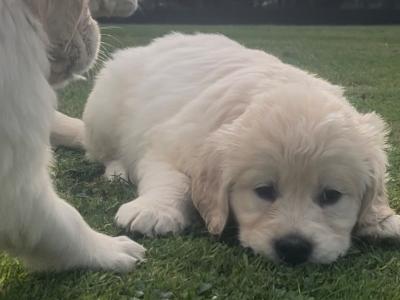 Little Beauties, purebred Golden Retriever puppies in Kilkenny