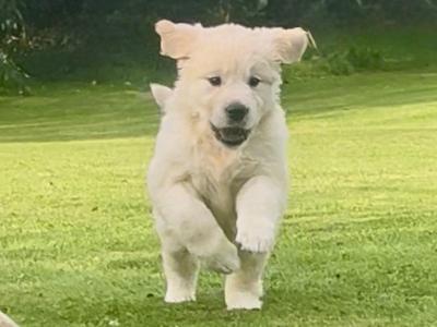 Little Beauties, purebred Golden Retriever puppies in Kilkenny