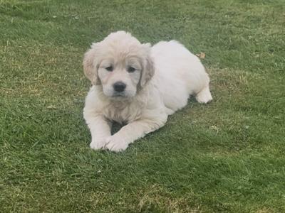 Little Beauties, purebred Golden Retriever puppies in Kilkenny