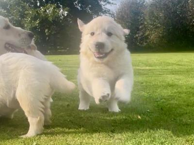 Little Beauties, purebred Golden Retriever puppies in Kilkenny