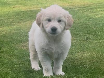 Little Beauties, purebred Golden Retriever puppies in Kilkenny