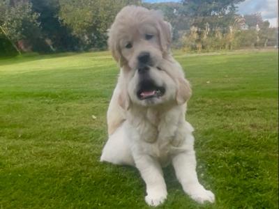 Little Beauties, purebred Golden Retriever puppies in Kilkenny
