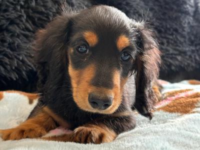 Timmy, the male Dachshund puppy in Clare, looking for a Forever home 🏡