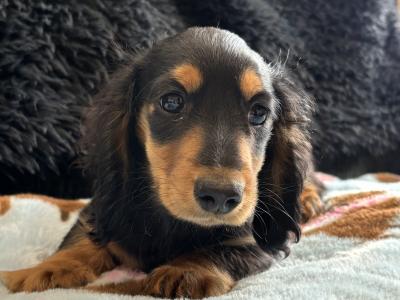 Timmy, the male Dachshund puppy in Clare, looking for a Forever home 🏡