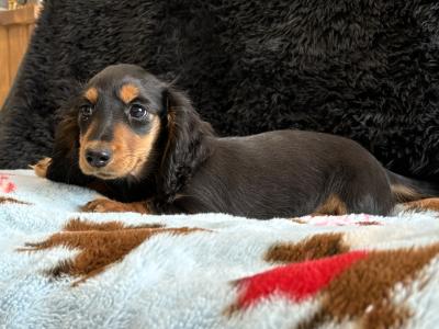 Timmy, the male Dachshund puppy in Clare, looking for a Forever home 🏡