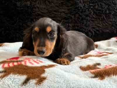 Timmy, the male Dachshund puppy in Clare, looking for a Forever home 🏡