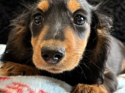 Timmy, the male Dachshund puppy in Clare, looking for a Forever home 🏡