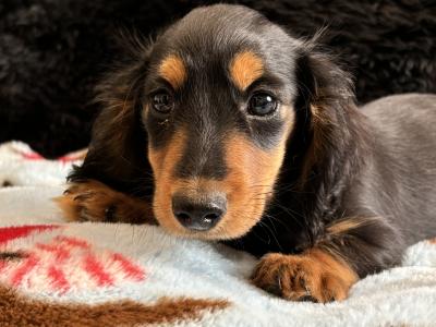 Timmy, the male Dachshund puppy in Clare, looking for a Forever home 🏡