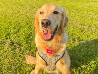 Latte, the well educated IKC Registered female Golden Retriever puppy 13 months old in Dublin