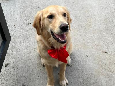 Latte, the well educated IKC Registered female Golden Retriever puppy 13 months old in Dublin