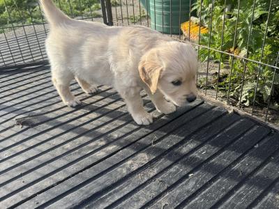 Fabulous IKC Registered(pending) Golden Retriever puppies in Wexford