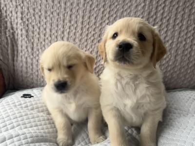 Fabulous IKC Registered(pending) Golden Retriever puppies in Wexford