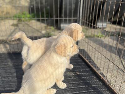 Fabulous IKC Registered(pending) Golden Retriever puppies in Wexford