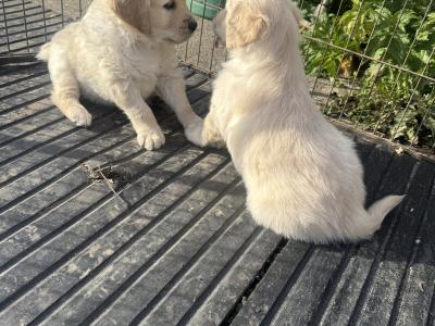 Fabulous IKC Registered(pending) Golden Retriever puppies in Wexford