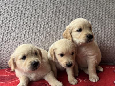 Fabulous IKC Registered(pending) Golden Retriever puppies in Wexford