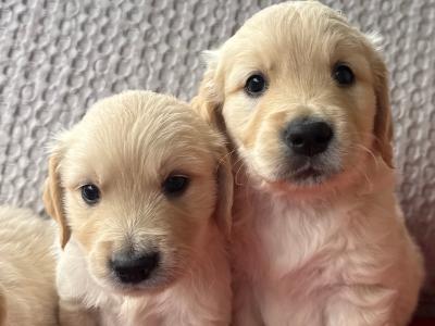 Fabulous IKC Registered(pending) Golden Retriever puppies in Wexford
