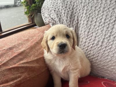 Fabulous IKC Registered(pending) Golden Retriever puppies in Wexford