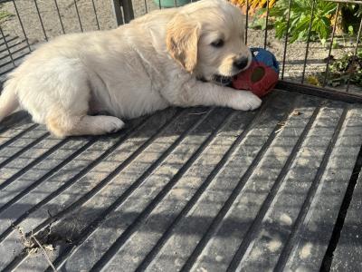 Fabulous IKC Registered(pending) Golden Retriever puppies in Wexford