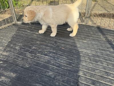 Fabulous IKC Registered(pending) Golden Retriever puppies in Wexford