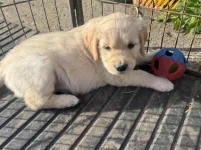 Fabulous IKC Registered(pending) Golden Retriever puppies in Wexford