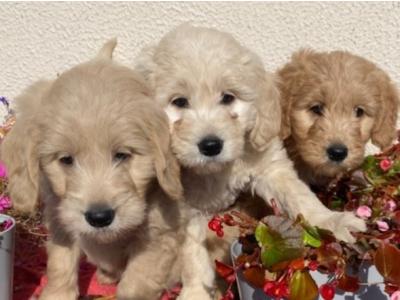 Goldendoodle puppies in Wicklow