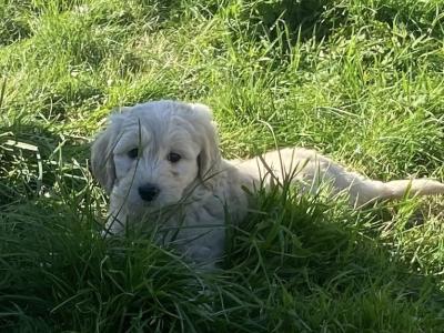Goldendoodle puppies in Wicklow