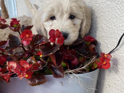 Goldendoodle puppies in Wicklow