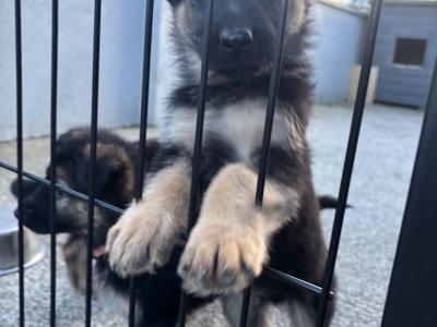 IKC Registered German Shepherd puppies for sale in Laois