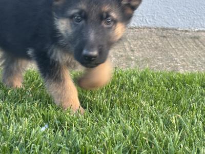 IKC Registered German Shepherd puppies for sale in Laois