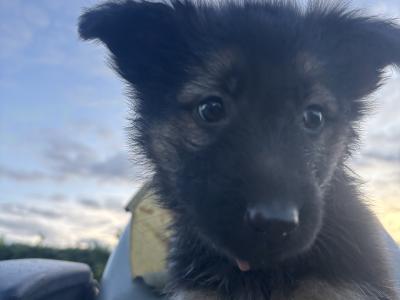 IKC Registered German Shepherd puppies for sale in Laois