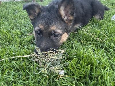 IKC Registered German Shepherd puppies for sale in Laois