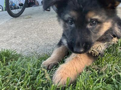 IKC Registered German Shepherd puppies for sale in Laois