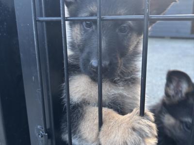 IKC Registered German Shepherd puppies for sale in Laois