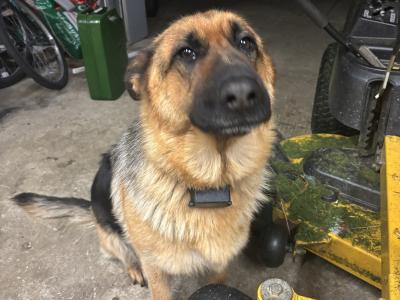 IKC Registered German Shepherd puppies for sale in Laois