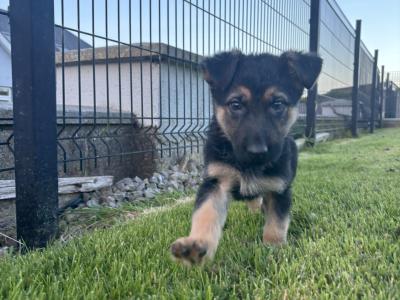 IKC Registered German Shepherd puppies for sale in Laois