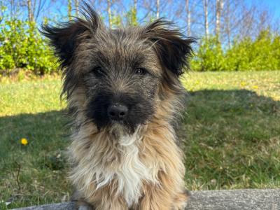 Male Jack Russell x puppy 8 months old in Mayo