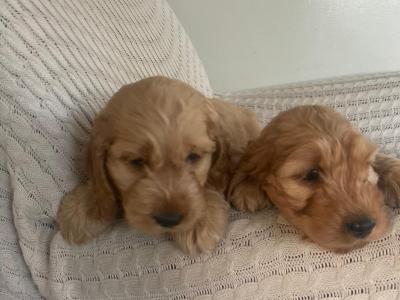 Cockapoo puppies for sale in Kilkenny