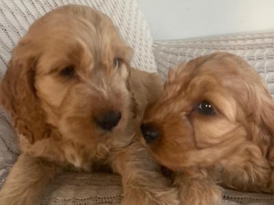 Cockapoo puppies for sale in Kilkenny