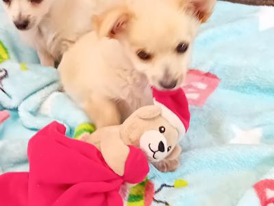 2 Adorable Longhaired male Chihuahua puppies for sale in Tipperary 💕💕