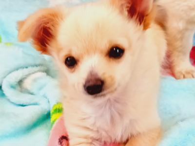 2 Adorable Longhaired male Chihuahua puppies for sale in Tipperary 💕💕